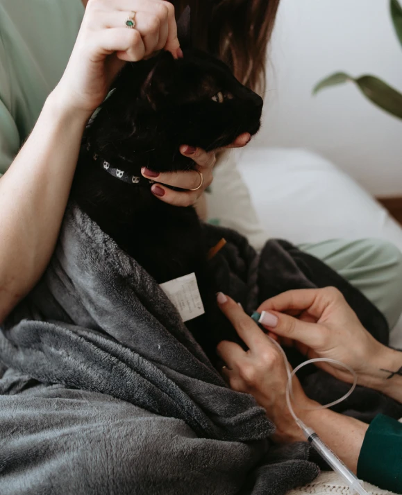 Acompanhamento de gatos com doenças crônicas